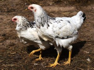 Adler silverras av kycklingar