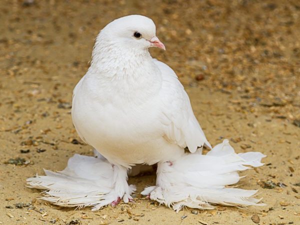 Pigeons d'Agaran