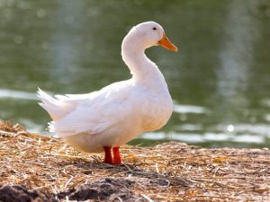 Duck agidel