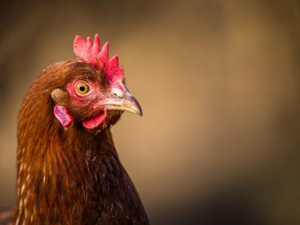 ASD for chickens and broilers