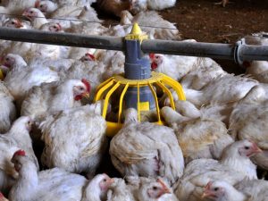 تغذية الدجاج الأوتوماتيكية
