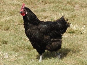 Barbezieux kycklingras