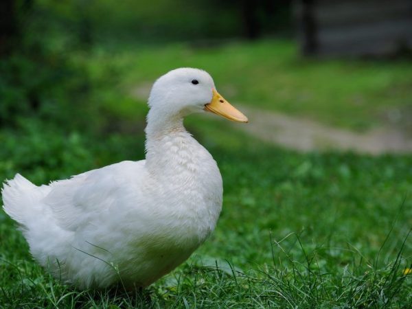 Blagovarskaya duck