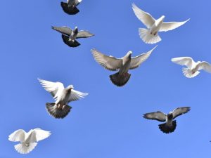 Porážkové holuby