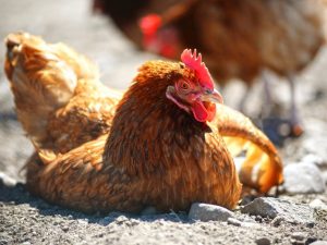 Marek-Krankheit bei Hühnern und Hühnern