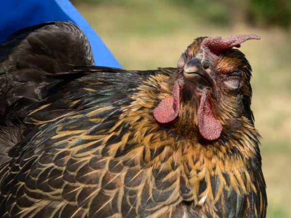 Sjukdomar i ögonen hos kycklingar