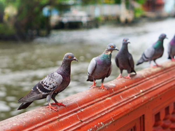 Diseases of pigeons
