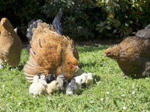 Kycklingar Brama