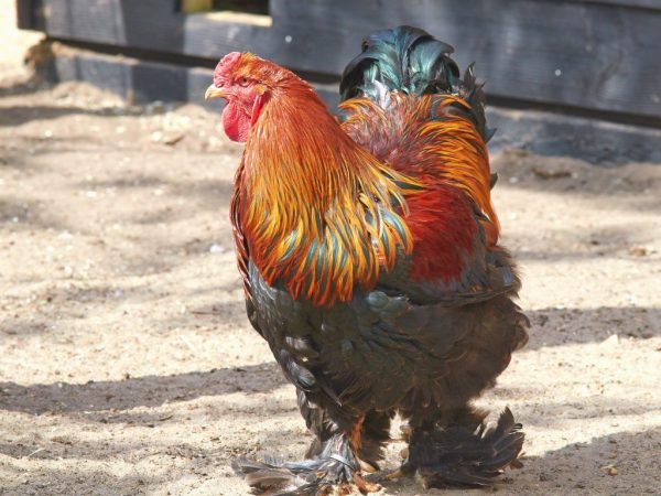 Chickens of the Brama Partridge breed