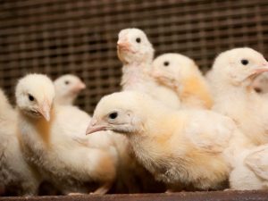 Broilers sneeze and wheeze