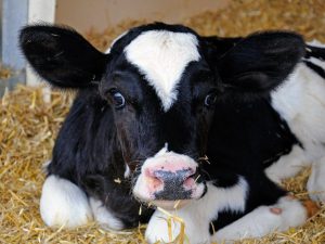 Bronchopneumonia in calves