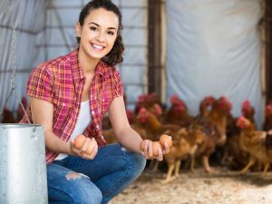 Qué y cómo alimentar a las gallinas para que carguen muchos huevos.