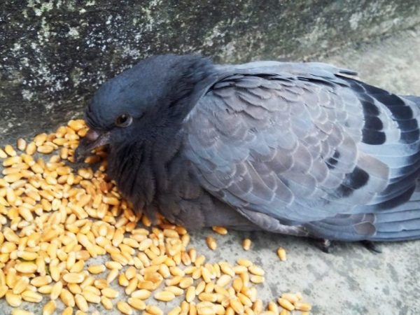 How to feed pigeons