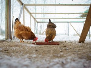Kako hraniti kokoši nesilice zimi