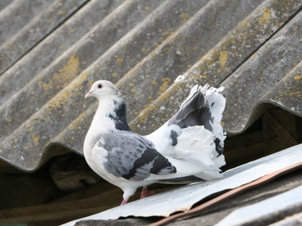 Ukrasni golubovi