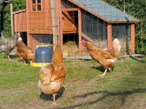Disinfection of the chicken coop