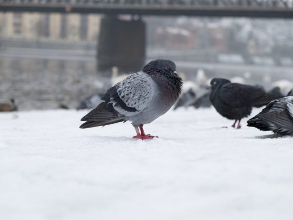 Wild pigeons