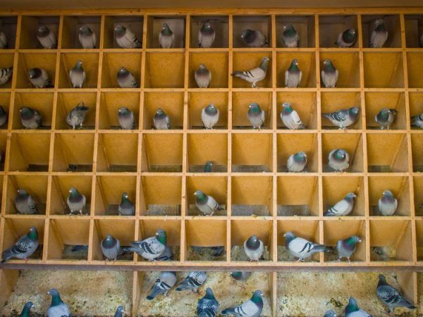 Domestic pigeons