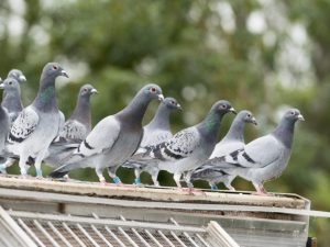 Les pigeons