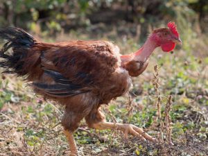 Kycklingar av den spanska rasen Fluke