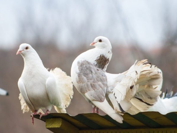 Pigeons de haut vol d'Izhevsk