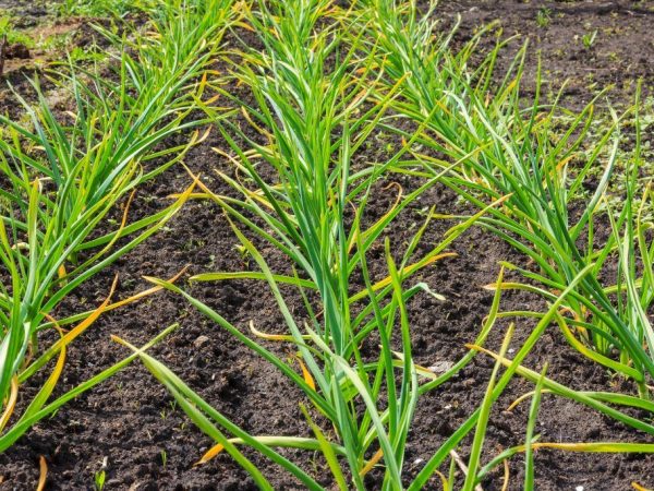How to deal with powdery mildew on onions