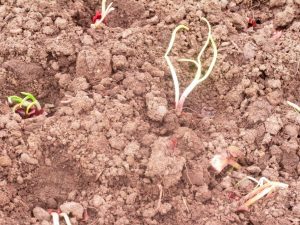 Cum și când să plantați seturi de ceapă