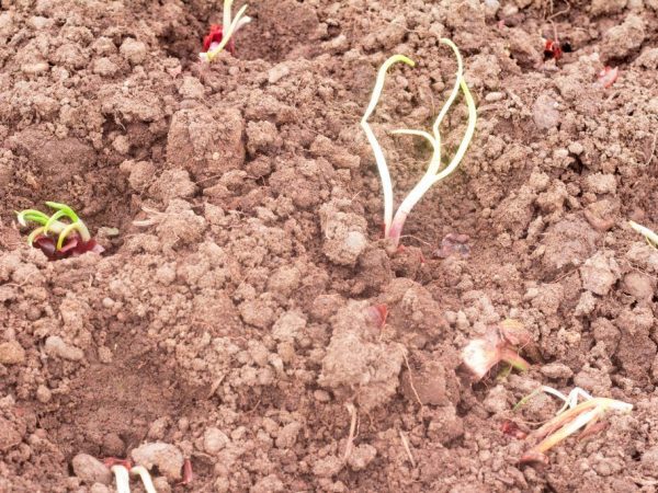 Cómo y cuándo plantar conjuntos de cebollas.