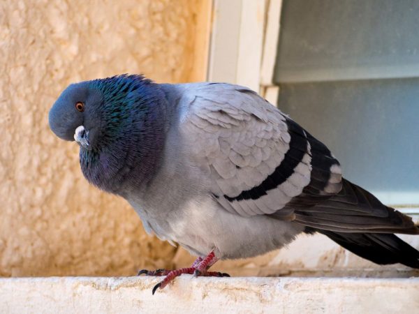 Comment se débarrasser des pigeons