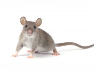 Hogyan lehet megszabadulni a patkányoktól egy tyúkólban