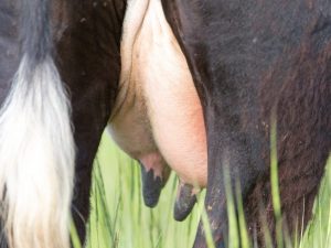How to treat udder edema in a cow