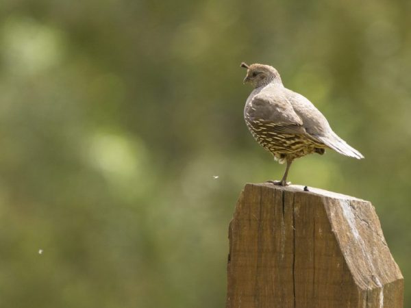 How to determine the sex of quails