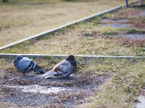 Comment distinguer un pigeon d'une colombe