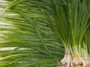 How to water onions on a feather