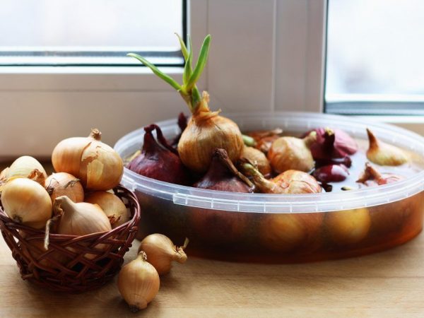 How to plant and grow green onions on a windowsill