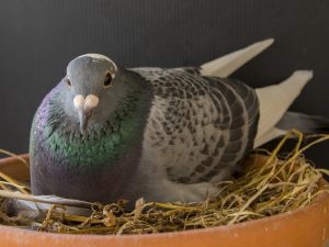 Jak se holuby chovají