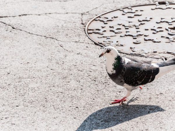 What diseases do pigeons carry