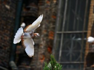 Kirovogradské kulaté holuby