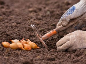 Wann und wie man Zwiebelsets auf offenem Boden pflanzt