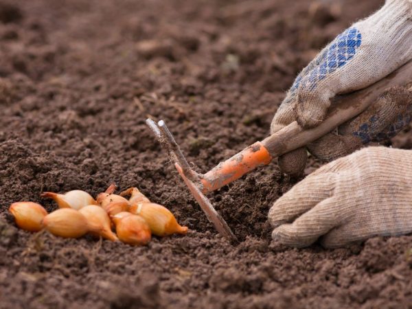 Cuándo y cómo plantar conjuntos de cebollas en campo abierto.