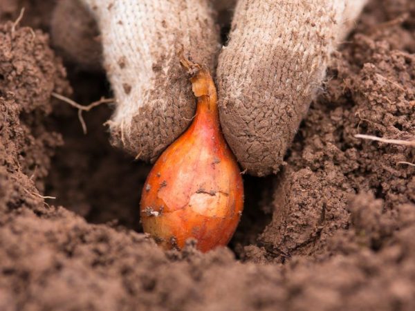 When to plant onions for the winter