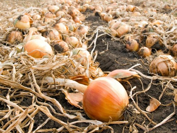 When to harvest onions