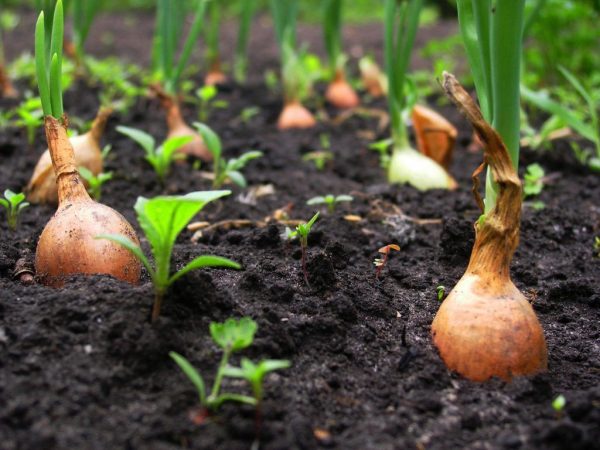 When to remove onion sets from the garden