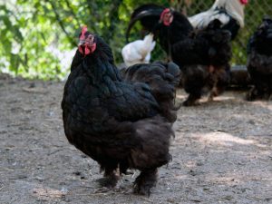 Chickens of the Cochinchin breed
