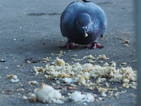 Coccidiosis in pigeons