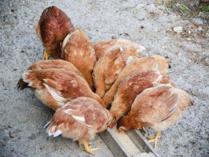Furaje compuse DIY pentru găini ouătoare