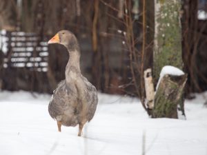 Hrănirea și păstrarea gâștelor acasă iarna