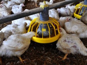 DIY broiler chicken feeder
