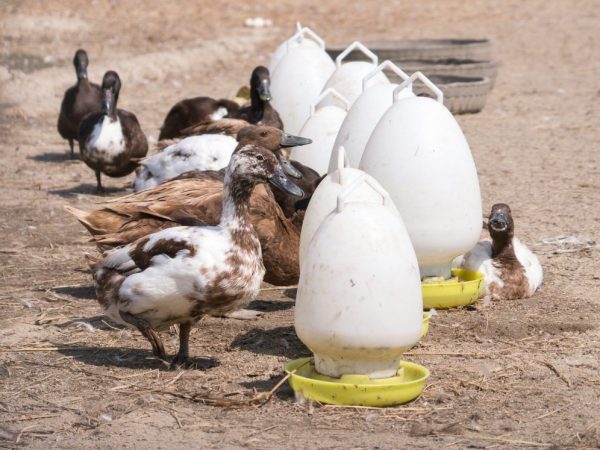 Diy feeder for ducklings