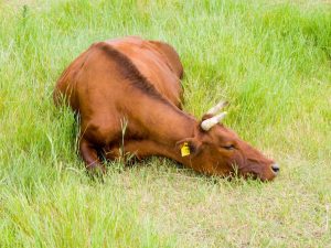 Rasa de vacă de stepă roșie